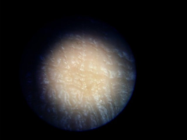 Kenko 顕微鏡 Do・Nature 20~40倍で実際に見た画像